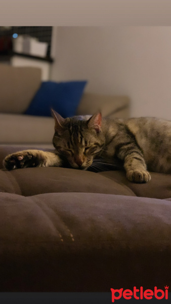Tekir Kedi, Kedi  Sakız fotoğrafı