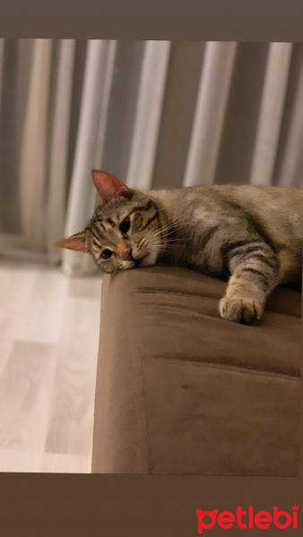 Tekir Kedi, Kedi  Sakız fotoğrafı