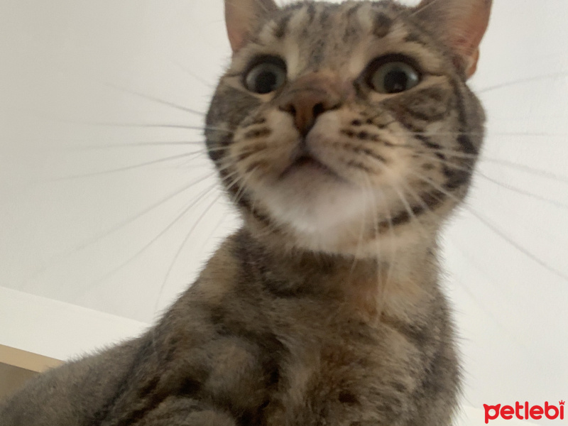 Tekir Kedi, Kedi  Sakız fotoğrafı