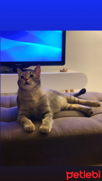 Tekir Kedi, Kedi  Sakız fotoğrafı