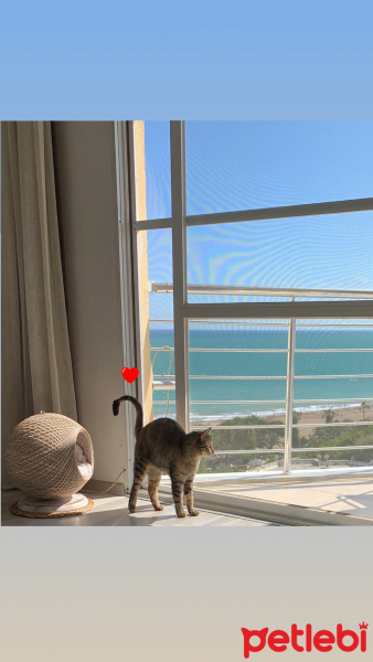 Tekir Kedi, Kedi  Sakız fotoğrafı