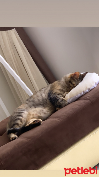 Tekir Kedi, Kedi  Sakız fotoğrafı