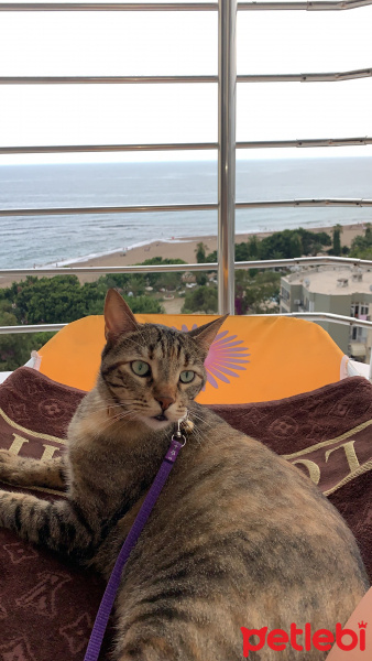 Tekir Kedi, Kedi  Sakız fotoğrafı