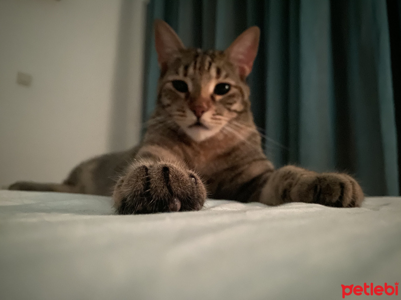 Tekir Kedi, Kedi  Sakız fotoğrafı