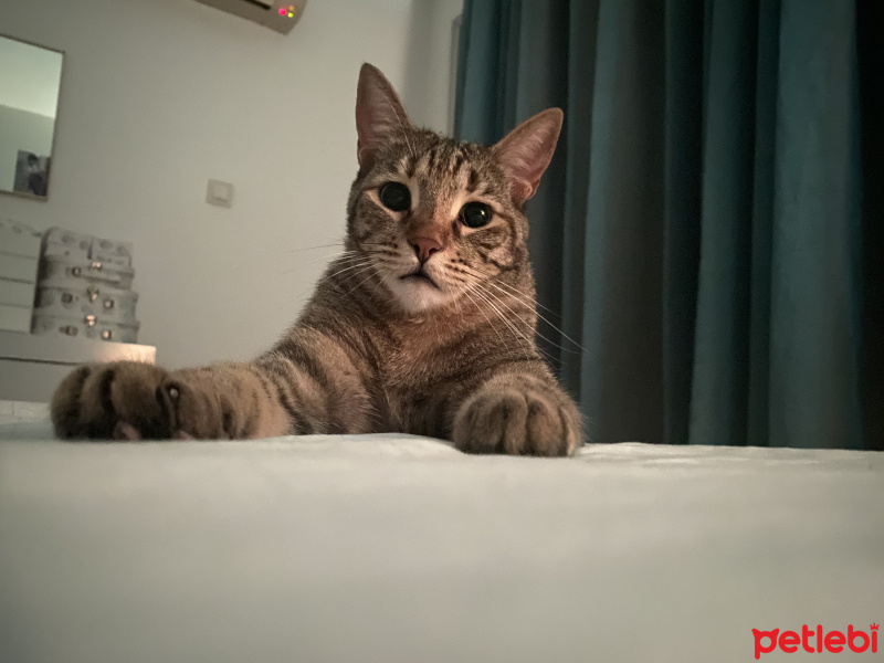 Tekir Kedi, Kedi  Sakız fotoğrafı