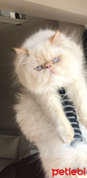 İran Kedisi (Persian), Kedi  Leo fotoğrafı