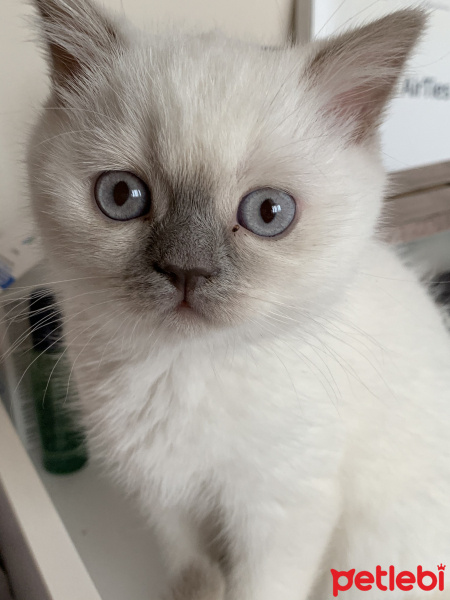 British Shorthair, Kedi  Likya fotoğrafı