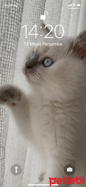 British Shorthair, Kedi  Likya fotoğrafı