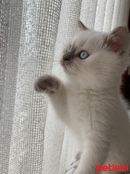 British Shorthair, Kedi  Likya fotoğrafı