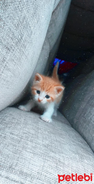 Tekir Kedi, Kedi  Dört yavru fotoğrafı