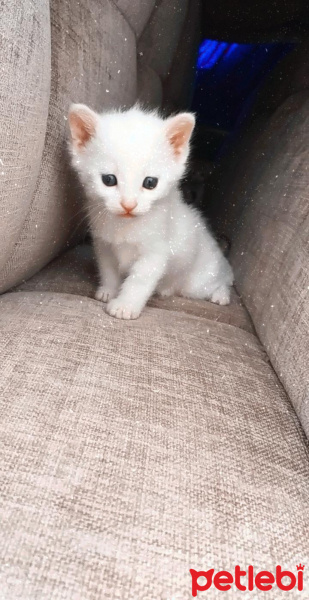 Tekir Kedi, Kedi  Dört yavru fotoğrafı