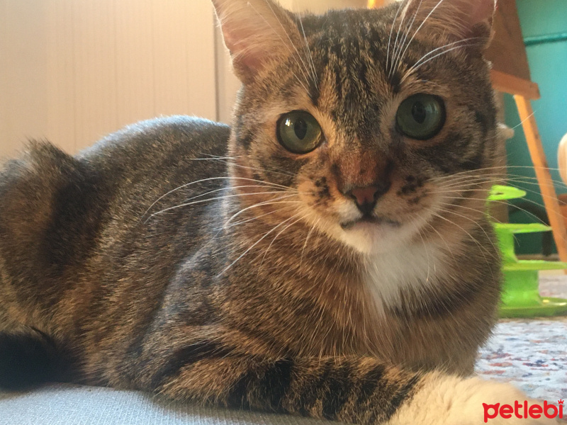 Tekir Kedi, Kedi  Füme fotoğrafı