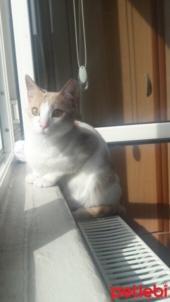 Tekir Kedi, Kedi  Mary fotoğrafı