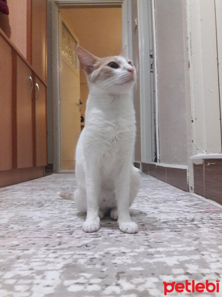 Tekir Kedi, Kedi  Mary fotoğrafı