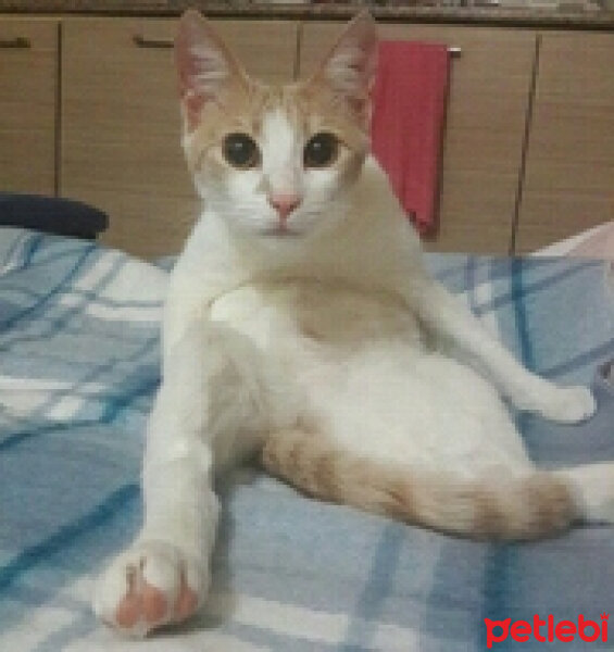 Tekir Kedi, Kedi  Mary fotoğrafı