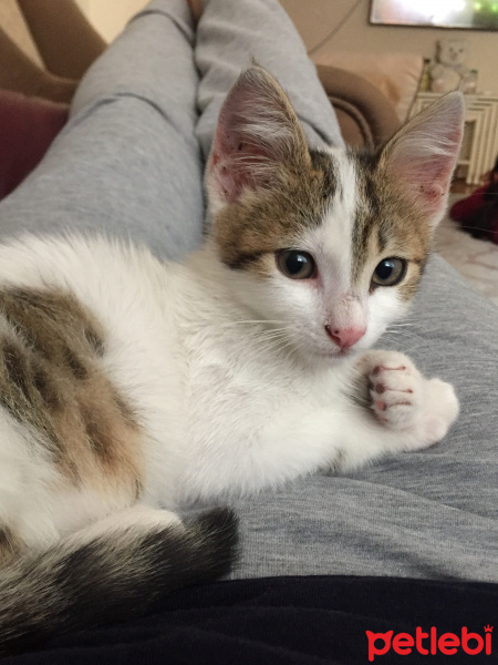 Tekir Kedi, Kedi  Çaki fotoğrafı