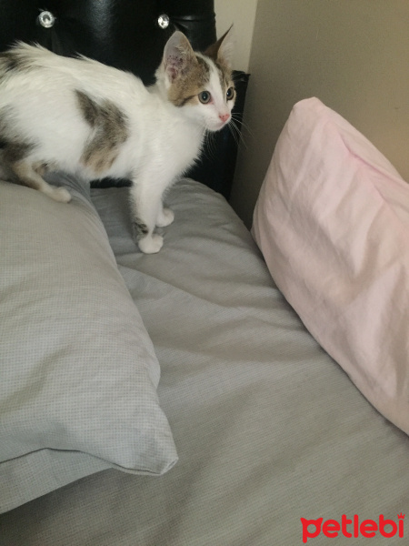 Tekir Kedi, Kedi  Çaki fotoğrafı