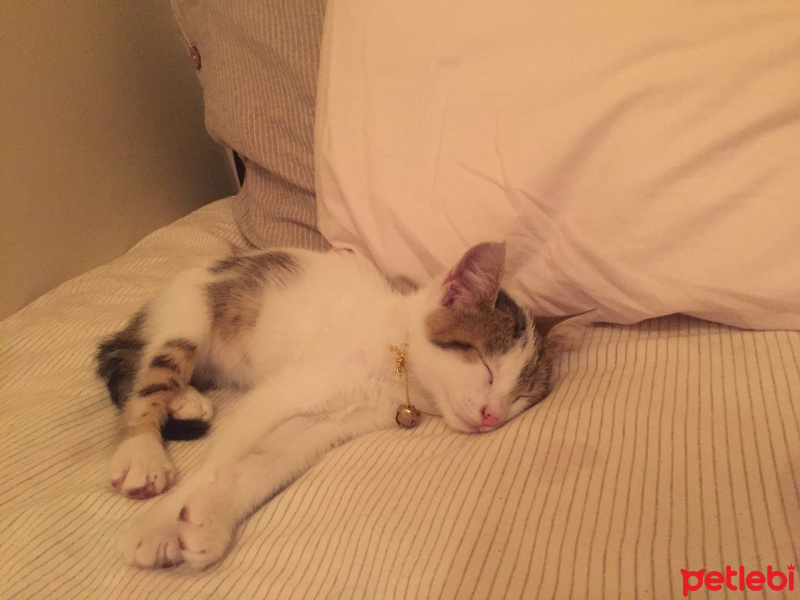 Tekir Kedi, Kedi  Çaki fotoğrafı