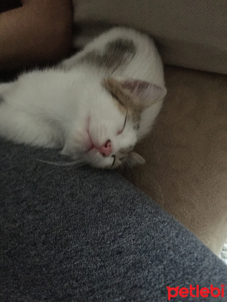 Tekir Kedi, Kedi  Çaki fotoğrafı