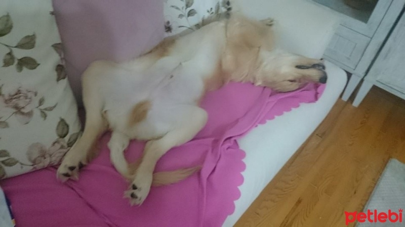 Golden Retriever, Köpek  Tarçın fotoğrafı