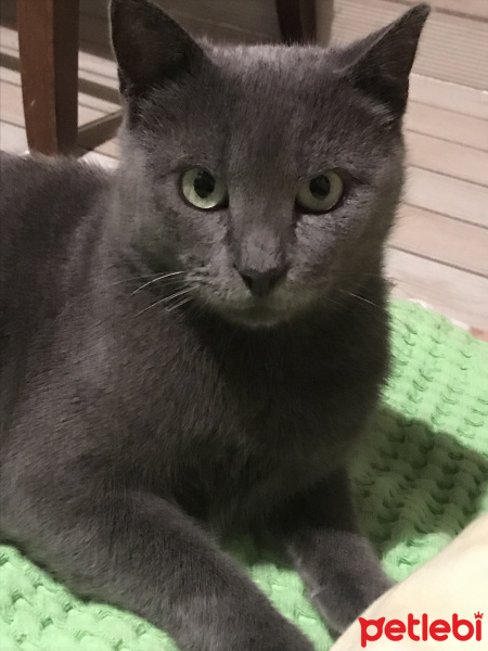 Mavi Rus, Kedi  leyla fotoğrafı