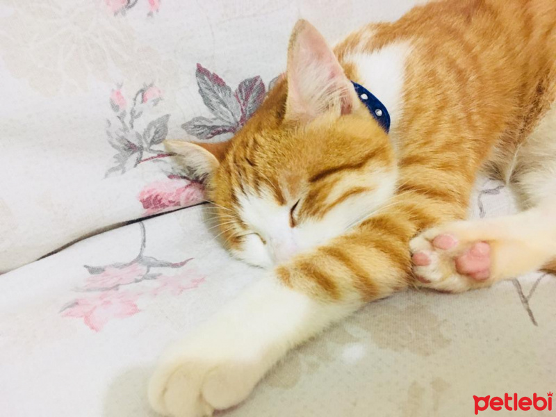 Tekir Kedi, Kedi  Umay fotoğrafı