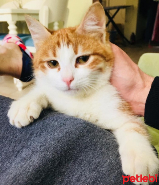 Tekir Kedi, Kedi  Umay fotoğrafı