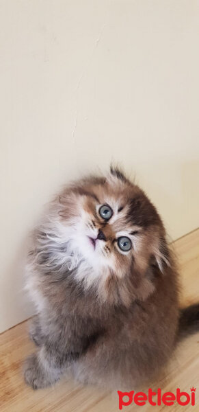 Scottish Fold, Kedi  Şila fotoğrafı