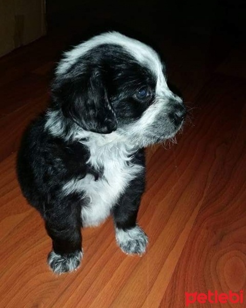 Amerikan Cocker Spaniel, Köpek  mia fotoğrafı