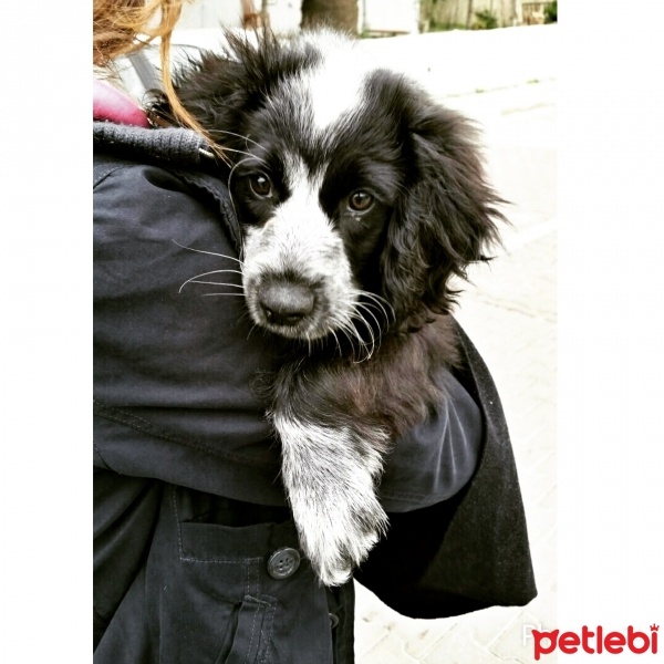 Amerikan Cocker Spaniel, Köpek  mia fotoğrafı