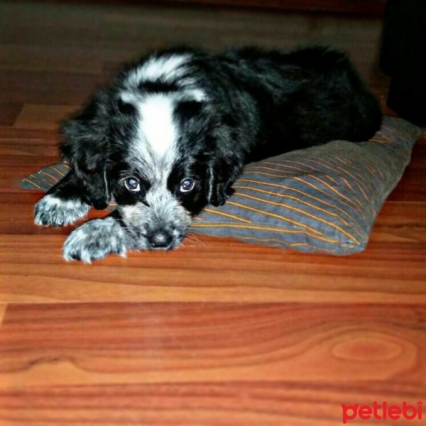 Amerikan Cocker Spaniel, Köpek  mia fotoğrafı