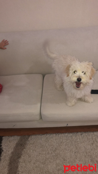 Maltese, Köpek  Pera fotoğrafı