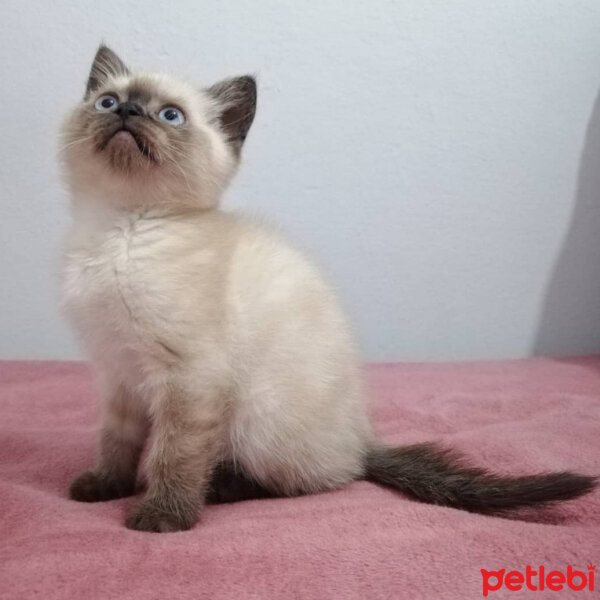 British Shorthair, Kedi  Kaju fotoğrafı