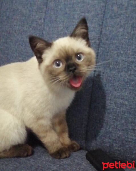 British Shorthair, Kedi  Kaju fotoğrafı