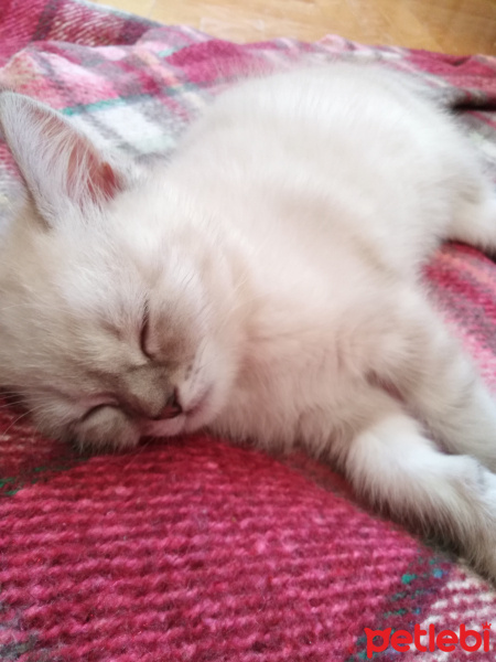British Shorthair, Kedi  Müezza fotoğrafı