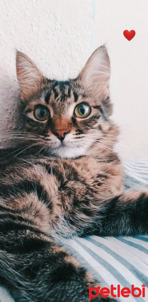 Tekir Kedi, Kedi  Mişa fotoğrafı