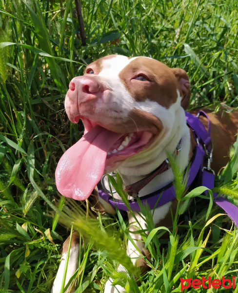 Amerikan Pitbull Terrier, Köpek  Mişa fotoğrafı
