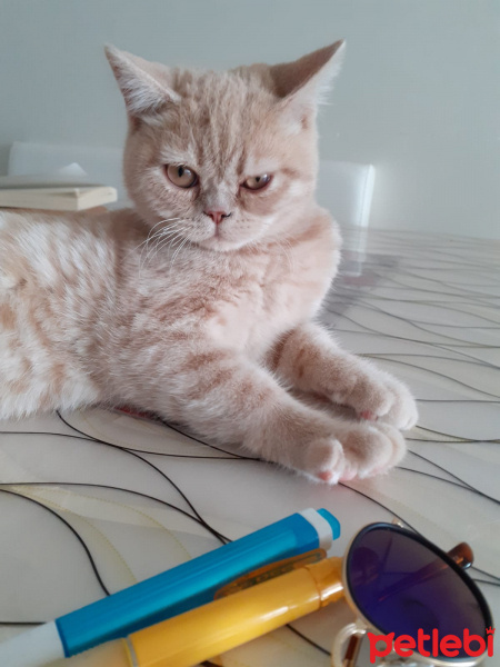 Scottish Fold, Kedi  Sherlock fotoğrafı