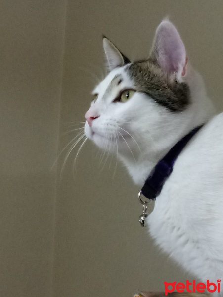Tekir Kedi, Kedi  ZEUS fotoğrafı