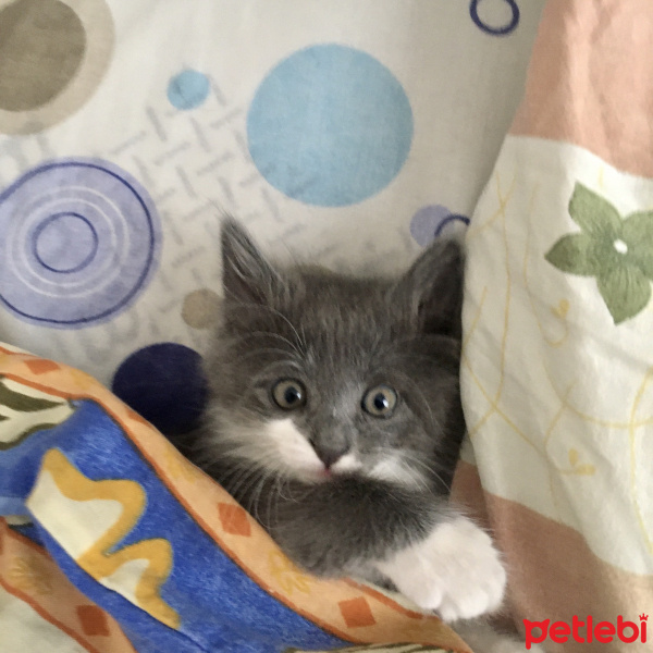 Tekir Kedi, Kedi  Böcek fotoğrafı