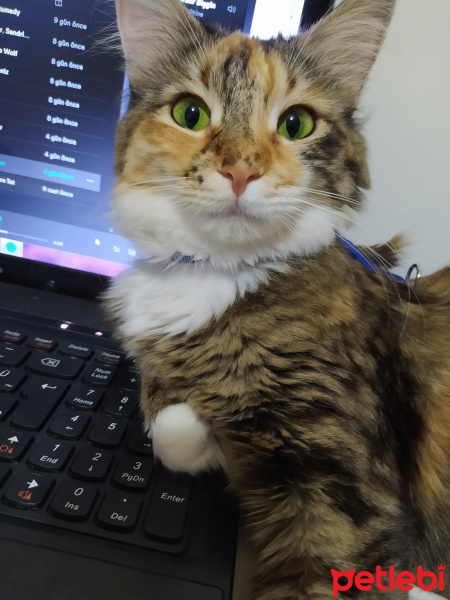 Tekir Kedi, Kedi  vita fotoğrafı