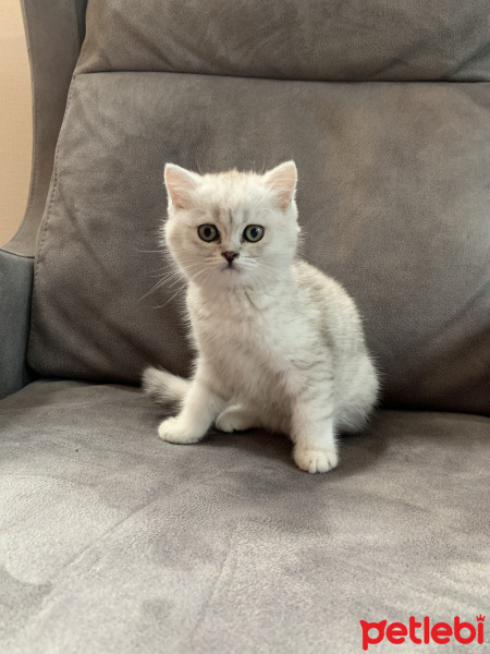 British Shorthair, Kedi  Yaman fotoğrafı