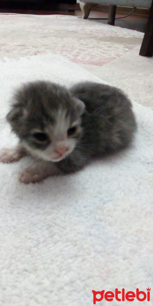 Scottish Fold, Kedi  Umut fotoğrafı