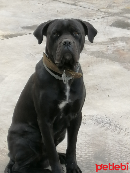 Cane Corso Italiano, Köpek  Dayi fotoğrafı