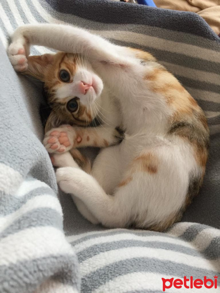 Tekir Kedi, Kedi  Ceku fotoğrafı