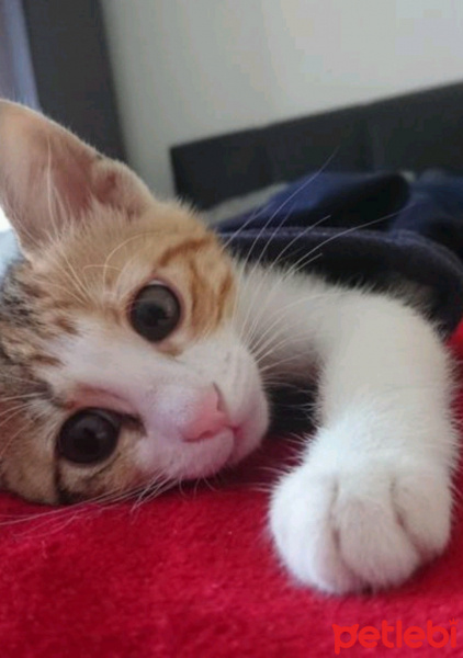 Tekir Kedi, Kedi  Ceku fotoğrafı