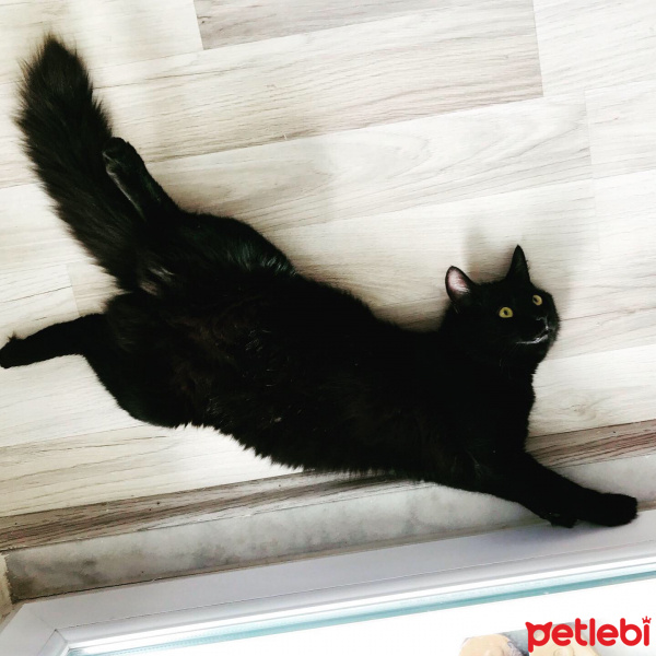 Tekir Kedi, Kedi  Lethe fotoğrafı