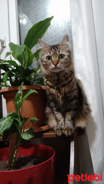 Ankara Kedisi, Kedi  Bade fotoğrafı