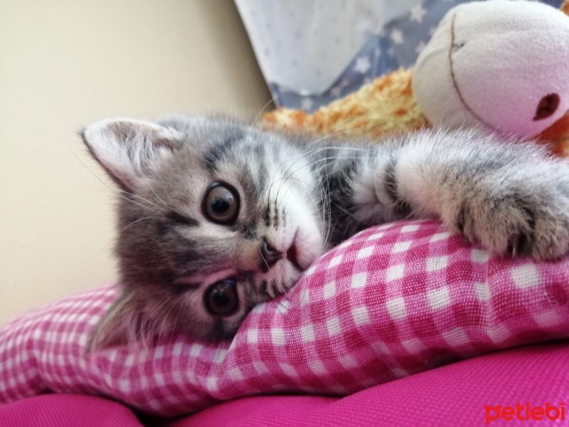 British Shorthair, Kedi  Mia fotoğrafı