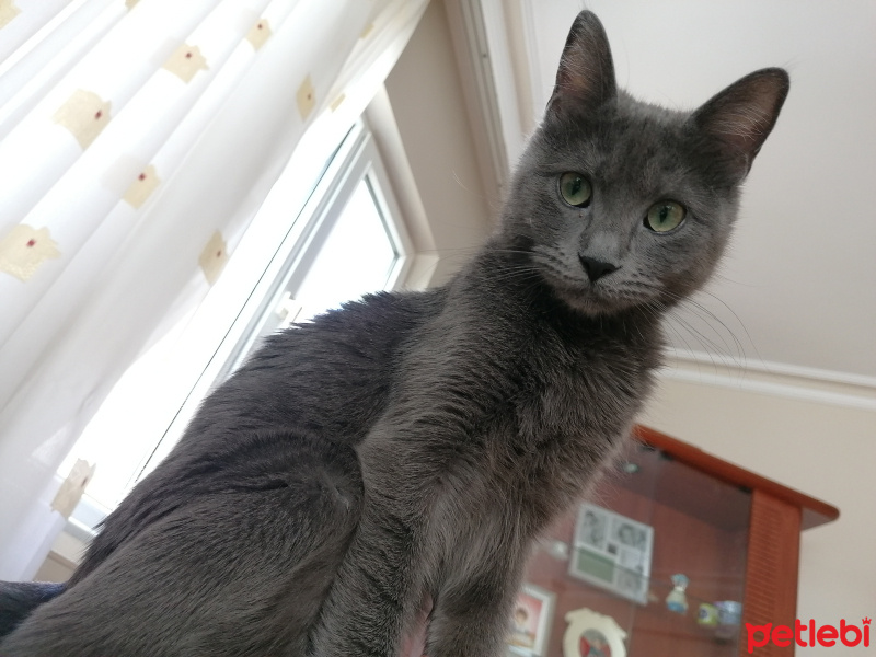 Mavi Rus, Kedi  Pia fotoğrafı